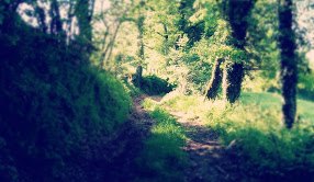 Chemin creux sous les arbres, lumière dans les feuillages